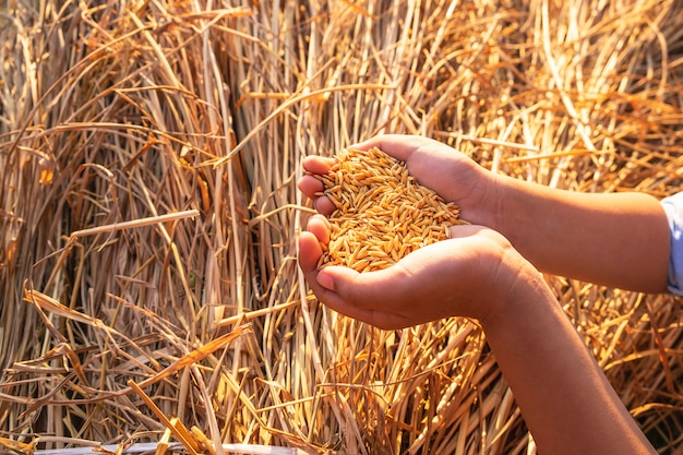 Bio-Paddy in Händen