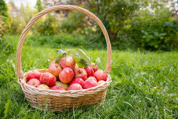 Bio-Äpfel im Korb im Sommergras frische Äpfel in naturreifen Gartenfrüchten frisch gepflückte Früchte