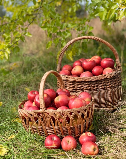 Bio-Äpfel in einem Korb. Herbstlicher Hintergrund. Konzept der Erntezeit. Bio-Äpfel hautnah für f