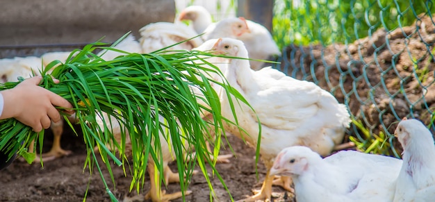 Bio pollos en una granja casera a niños.