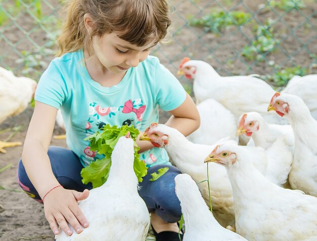 Bio pollos en una granja casera a niños.