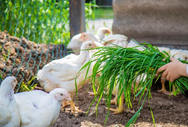 Bio pollos en una granja casera para niños