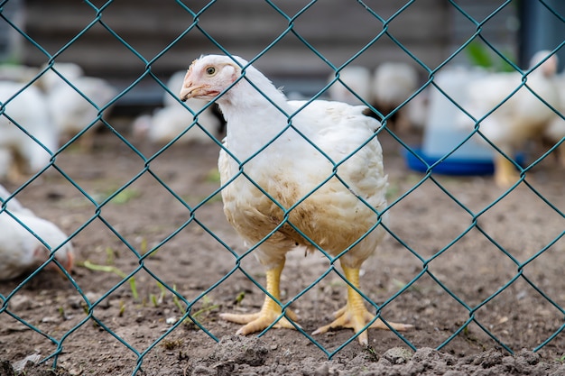 Bio pollos en una granja casera.