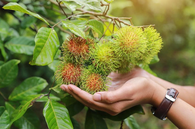 Foto bio-rambutan aus frischen, saftigen lebensmitteln der örtlichen obstfarm in der tropischen saison