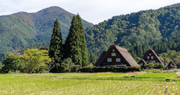 Bio-Reisfeld im Dorf Shirakawago