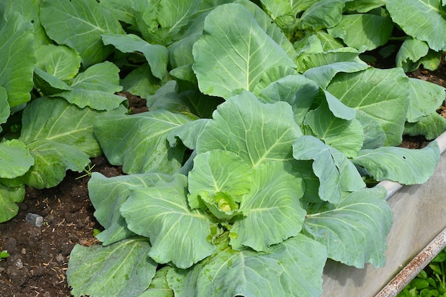 Bio-Römersalat im Bio-Bauernhof auf fruchtbarem Boden