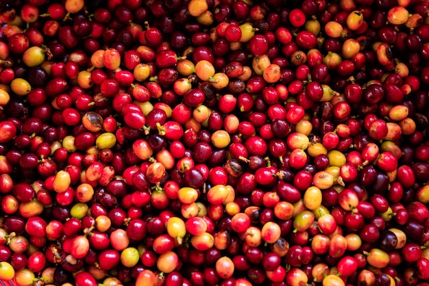 Bio-Rote-Kirschen-Kaffeebohnen in vollem Bild von oben