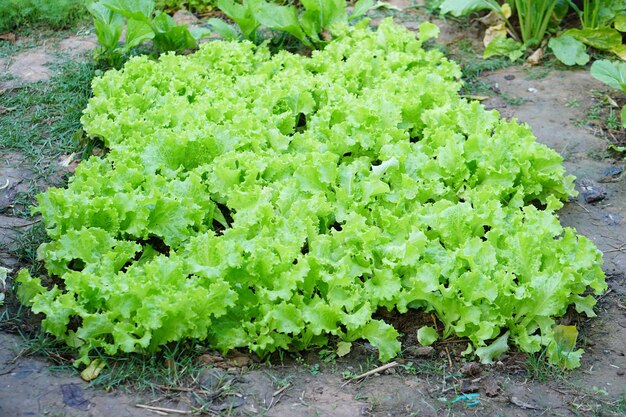 Bio-Salat im Garten