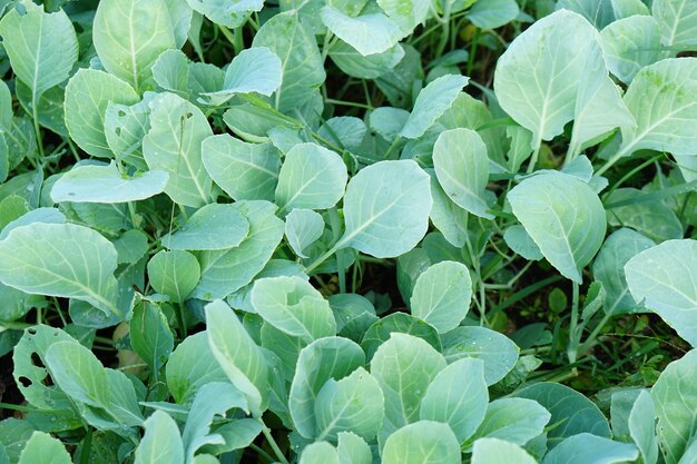 Bio-Salat im Garten