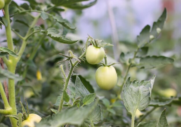 Bio-Tomaten, die im Gewächshaus angebaut werden