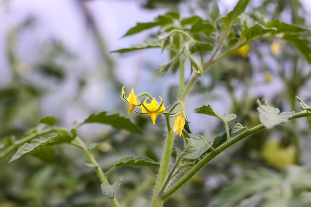 Bio-Tomaten, die im Gewächshaus angebaut werden