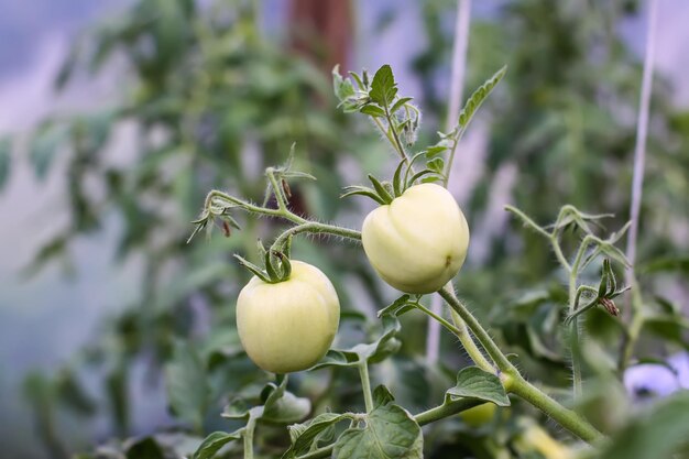 Bio-Tomaten, die im Gewächshaus angebaut werden