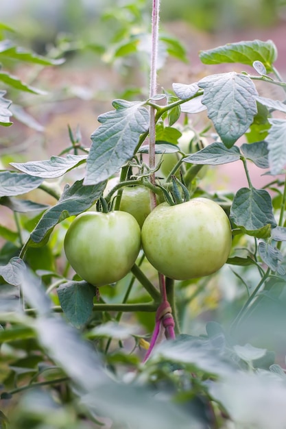 Bio-Tomaten, die im Gewächshaus angebaut werden