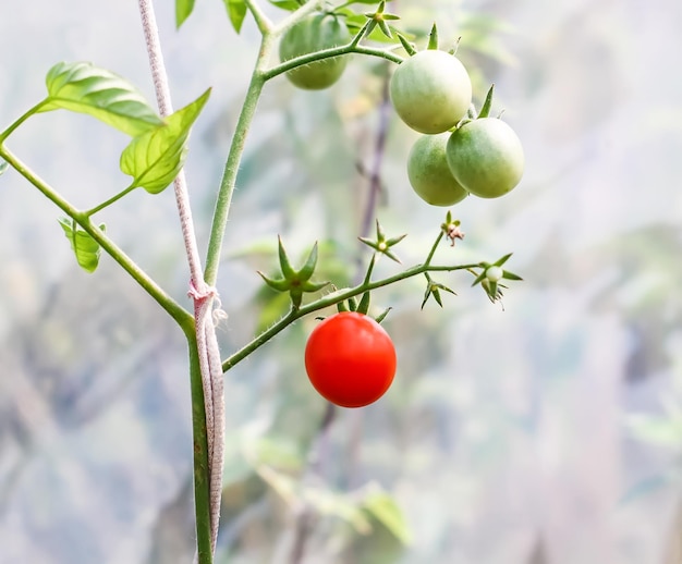 Bio-Tomaten, die im Gewächshaus angebaut werden