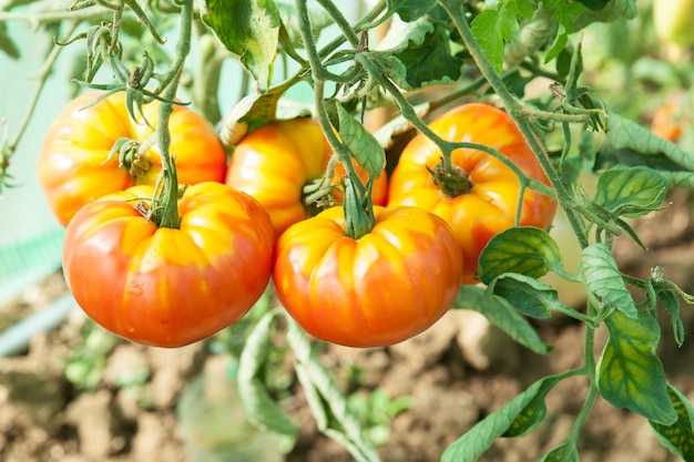 Bio-Tomaten in einem Gewächshaus