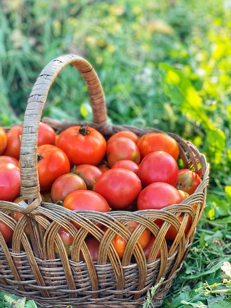 Bio-Tomaten in einem Korb