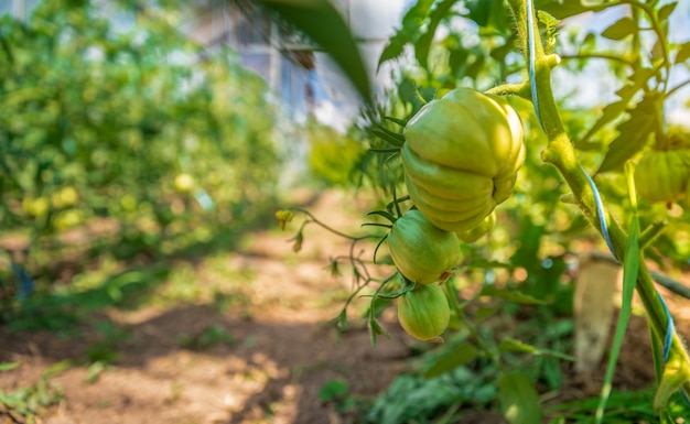 Bio-Tomaten reifen in einem Glas, Gemüse ohne Chemikalien.