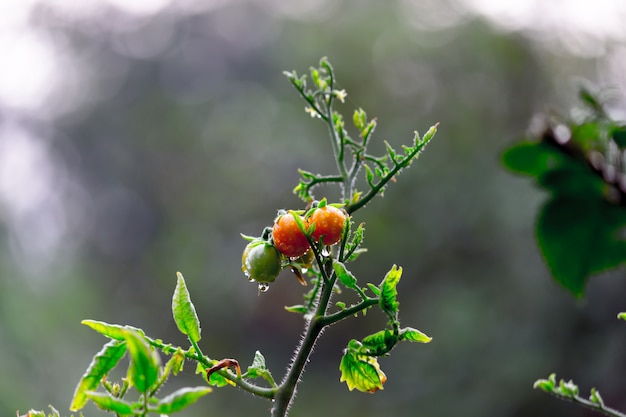 Bio-Tomatenpflanze, die im Gewächshaus wächst Frisches Bündel roter natürlicher Tomaten auf Pflanze