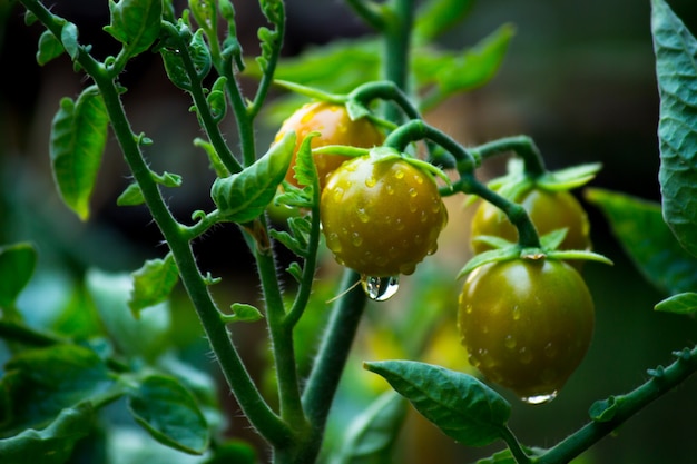 Bio-Tomatenpflanze, die im Gewächshaus wächst Frisches Bündel roter natürlicher Tomaten auf Pflanze
