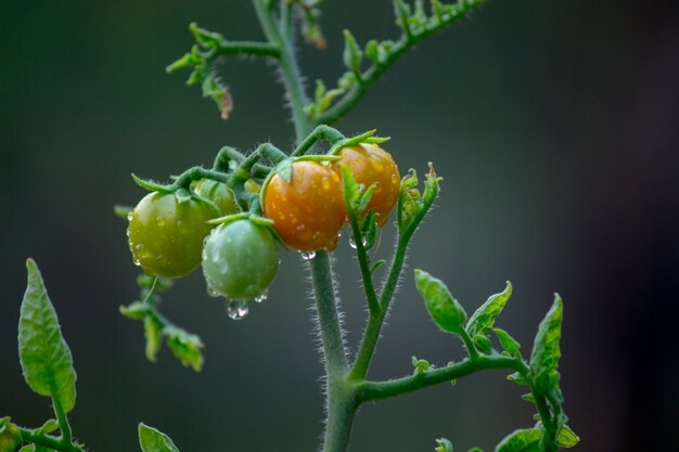 Bio-Tomatenpflanze wächst im Gewächshaus frischer Haufen roter natürlicher Tomaten auf Pflanze i