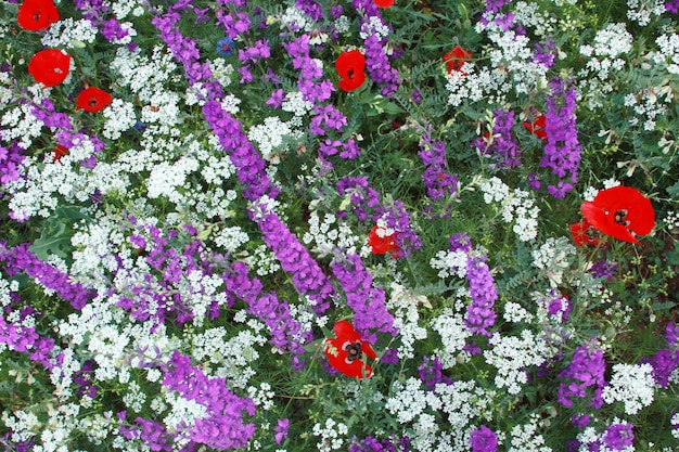 Biodiversidad en la naturaleza en primavera Varias flores silvestres