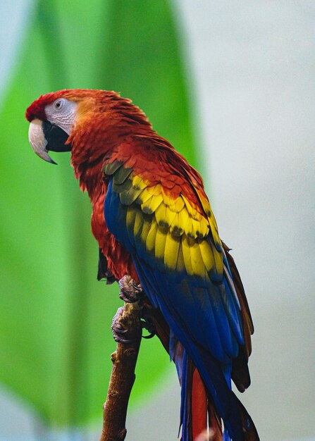 Foto biodome von montreal