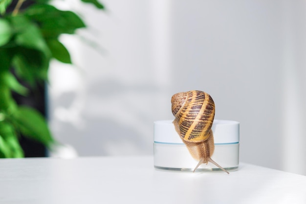 Biokosmetik-Konzept. Schnecke auf einem Glas Hautcreme. Platz kopieren.