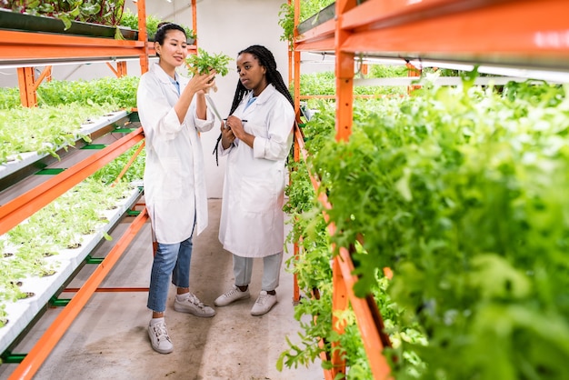 Biólogas asiáticas e africanas em trajes de trabalho estudando novos tipos de plantas em pé no corredor de uma estufa