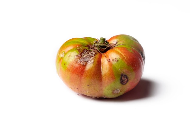 Biologische natürliche Tomate faule Tomate