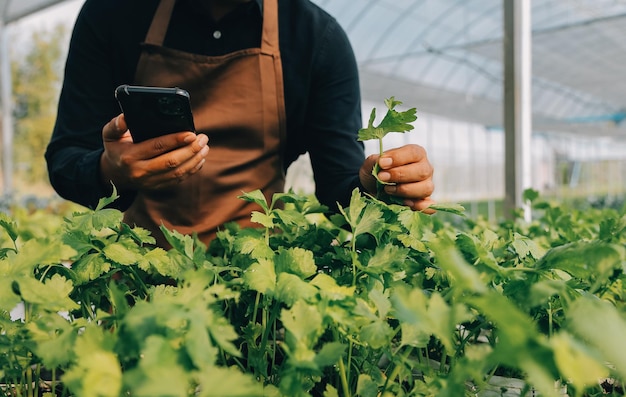 Foto biologischer bauernhof arbeitnehmer testen und sammeln umweltdaten aus bok choy bio-gemüse im gewächshaus bauernhof garten