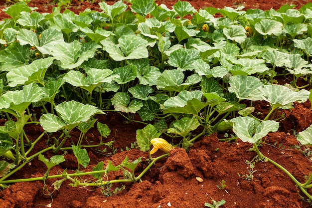 Biologischer Zucchini-Anbau