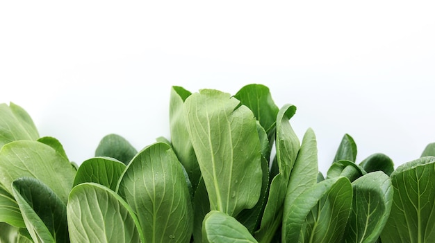 Biologisches Bok Choy