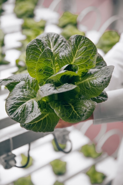 Biólogo de cultivos con lechuga verde en laboratorio