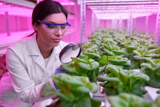 Biólogo examinando plantas verdes en invernadero