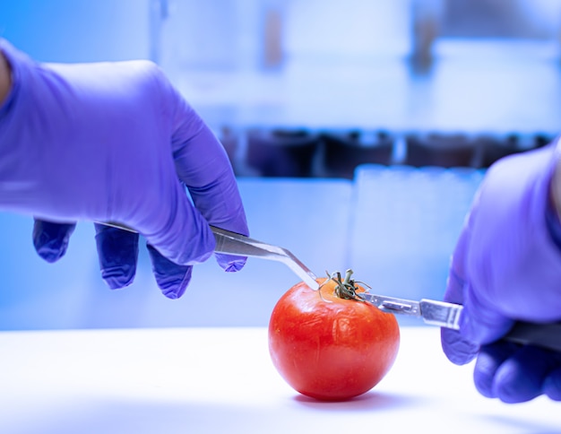 Foto biólogo examinando tomate para pesticidas