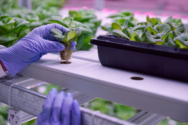 Biólogo irreconocible en laboratorio con lechuga verde