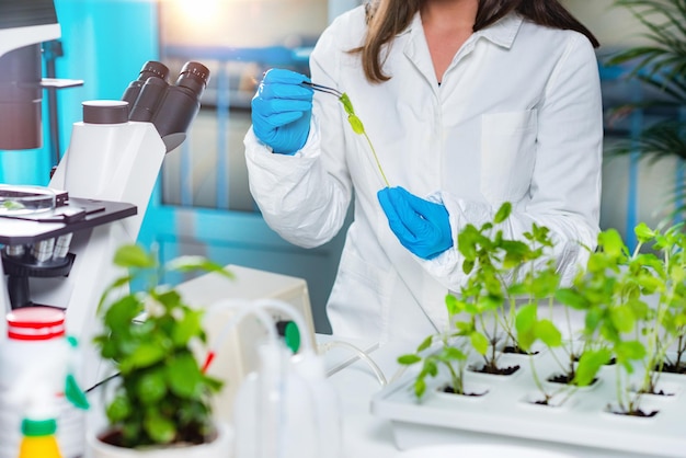 Biólogo trabalhando com mudas em laboratório de plantas