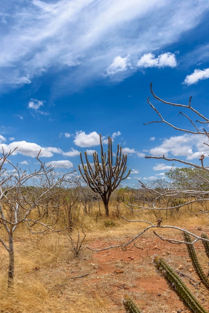 Foto bioma brasileiro caatinga vegetação típica com cacto xiquexique no estado da paraíba, brasil