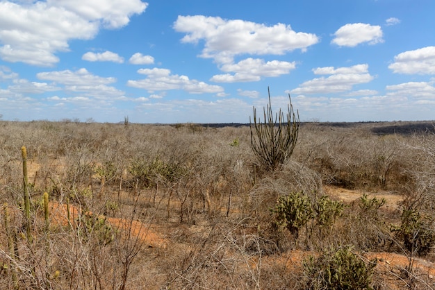 Bioma brasileño caatinga Monteiro Paraiba Brasil el 29 de diciembre de 2020