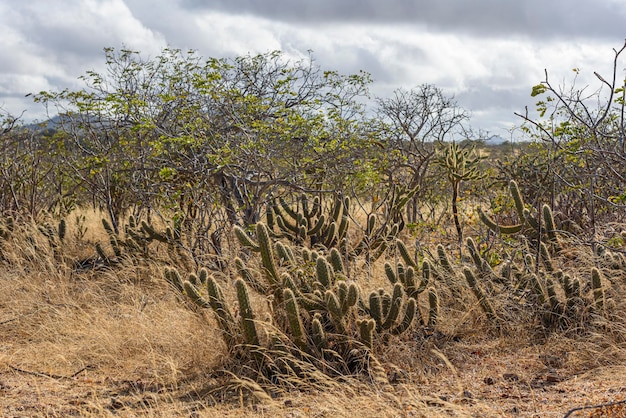 Foto bioma brasileño caatinga vegetación típica con cactus xiquexique en el estado de paraíba brasil