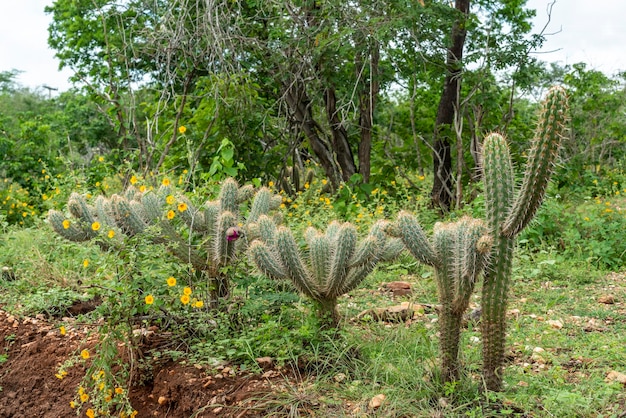 Bioma caatinga brasileira na estação chuvosa cactos e flores em cabaceiras paraíba brasil