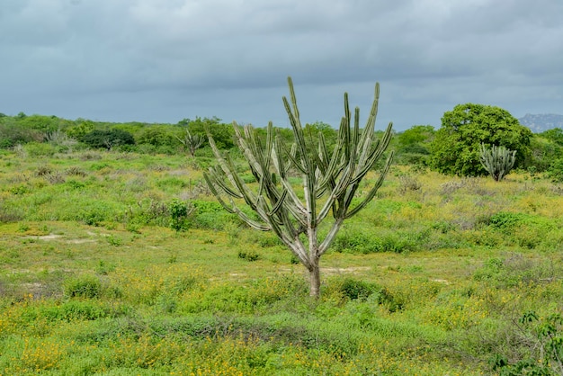 Bioma caatinga brasileira na estação chuvosa o cacto mandacaru em boa vista paraíba brasil