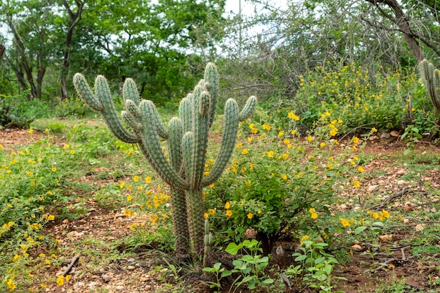 Bioma de caatinga brasileña en la temporada de lluvias Cactus y flores en Cabaceiras Paraiba Brasil