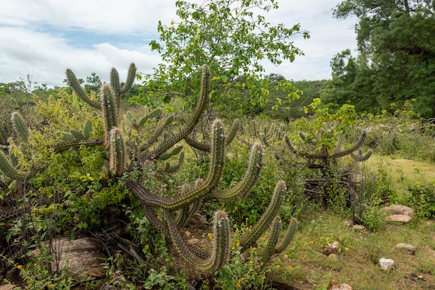 Bioma de caatinga brasileña en la temporada de lluvias Cactus y flores en Cabaceiras Paraiba Brasil