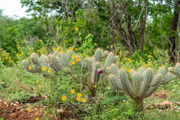 Bioma de caatinga brasileña en la temporada de lluvias Cactus y flores en Cabaceiras Paraiba Brasil