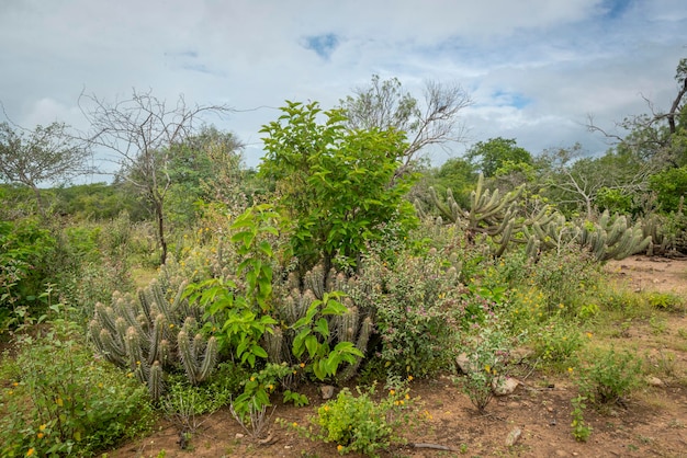 Bioma de caatinga brasileña en la temporada de lluvias Cactus y flores en Cabaceiras Paraiba Brasil