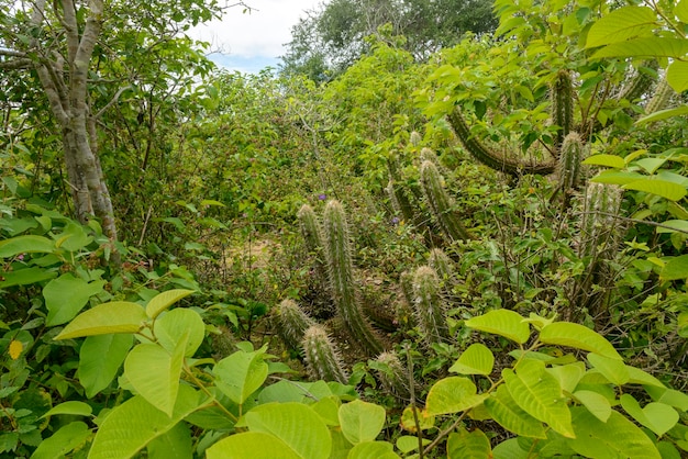 Bioma de caatinga brasileña en la temporada de lluvias Cactus y flores en Cabaceiras Paraiba Brasil