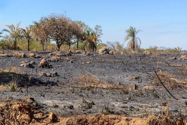 Foto bioma de caatinga brasileño el cactus mandacaru en el exu pernambuco brasil