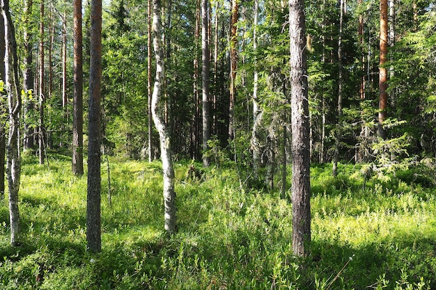 Bioma de taiga dominado por bosques de coníferas. Picea picea, género de árboles de hoja perenne de coníferas