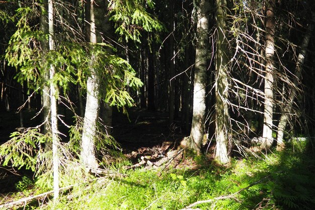 Bioma de taiga dominado por bosques de coníferas Picea spruce género de árboles de hoja perenne de coníferas en la familia de los pinos Pinaceae Rusia Karelia Orzega Bosque denso Cuenco terrible Bosque desierto salvaje